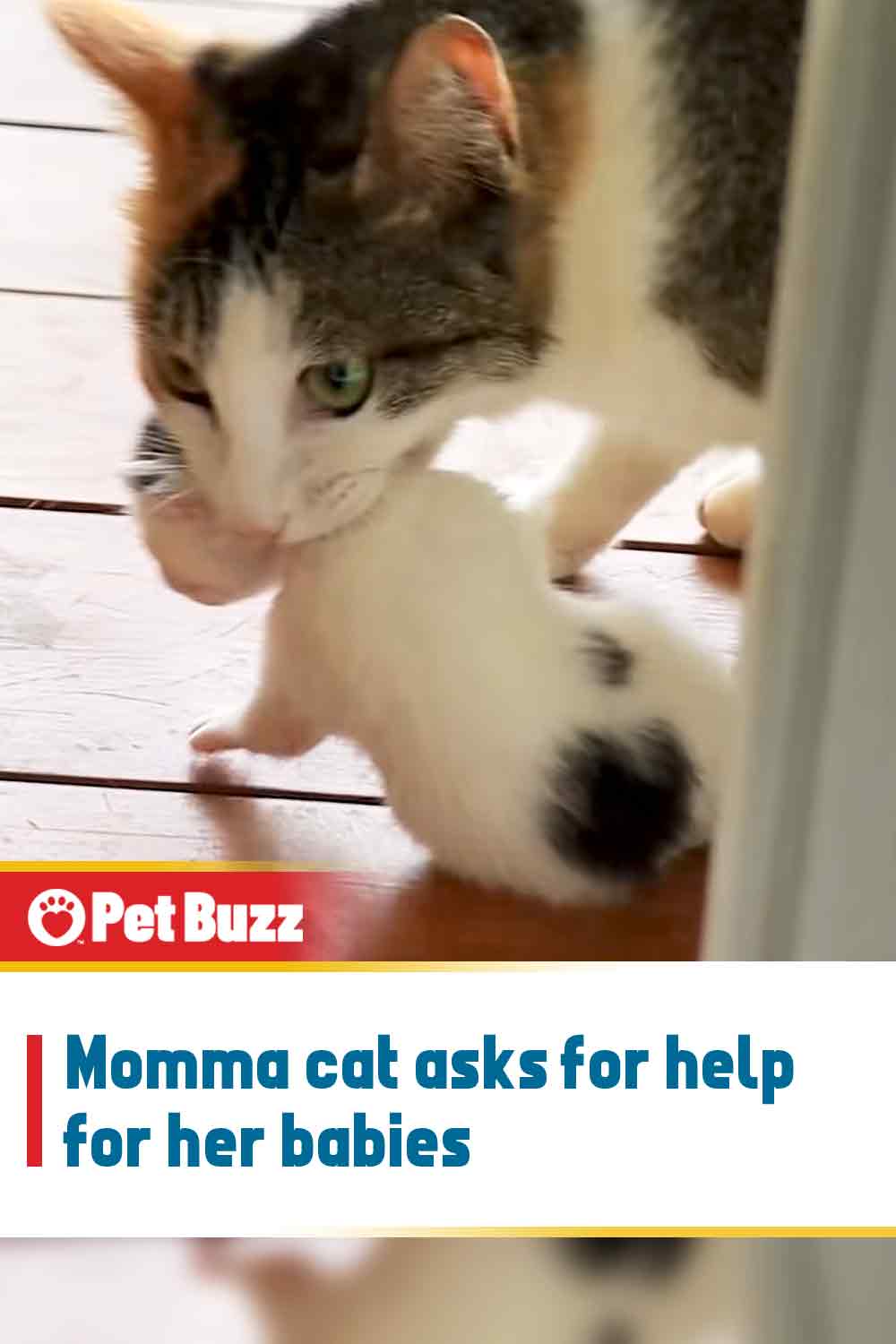 Momma cat asks for help for her babies