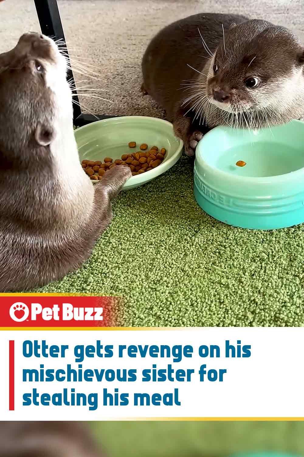 Otter gets revenge on his mischievous sister for stealing his meal