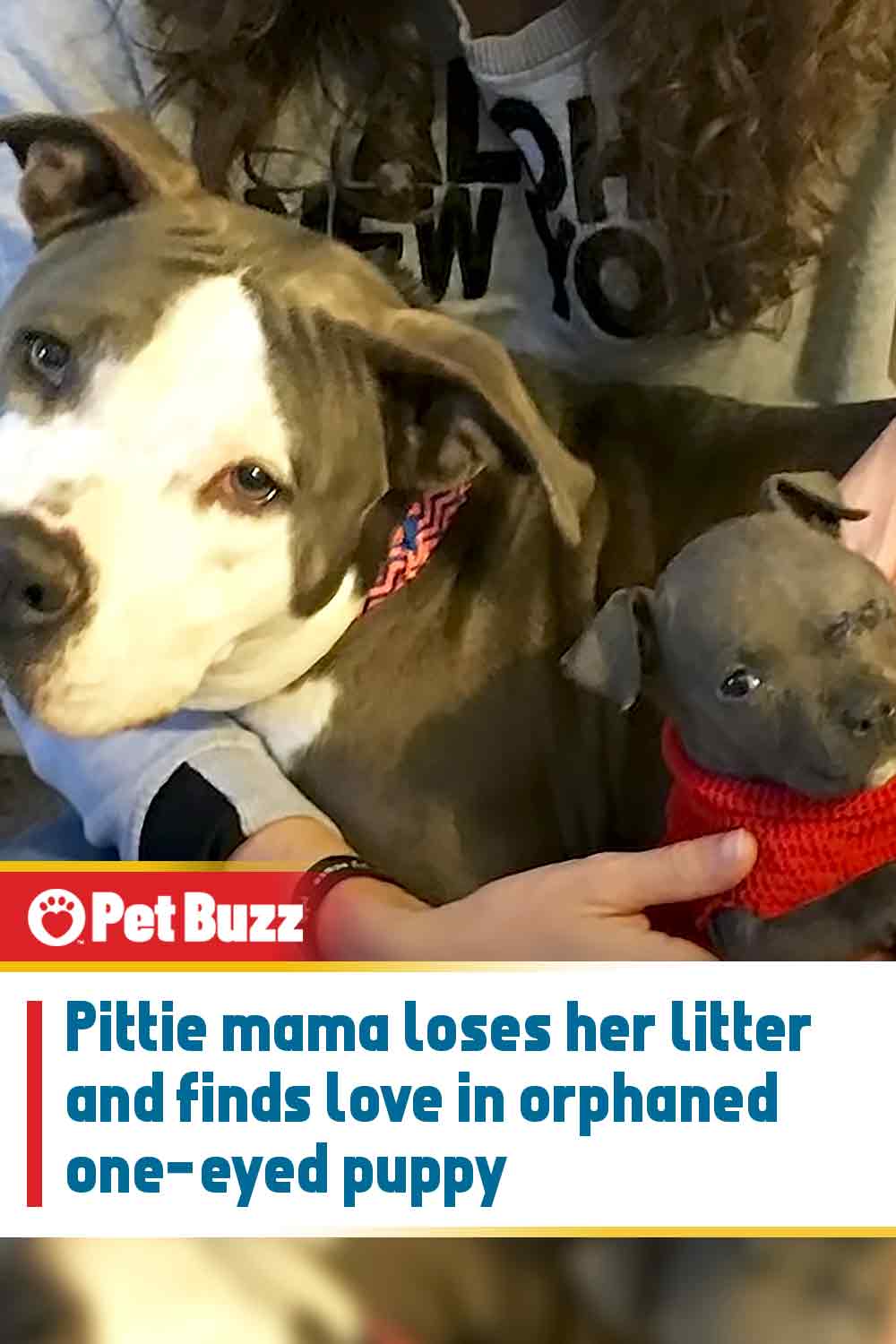 Pittie mama loses her litter and finds love in orphaned one-eyed puppy