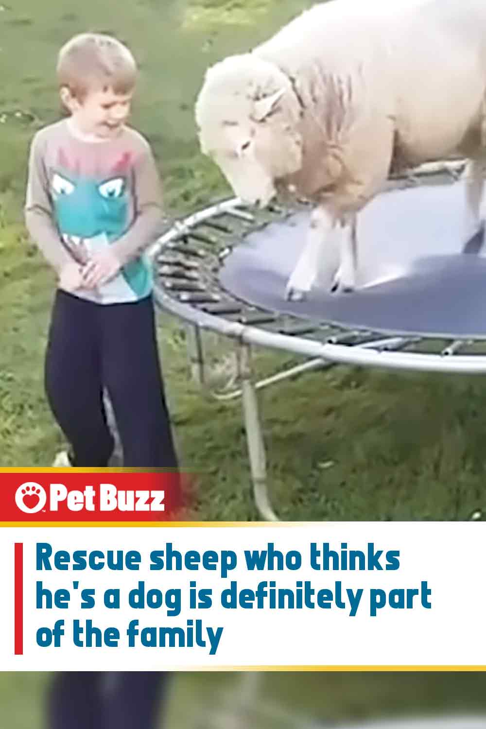 Rescue sheep who thinks he\'s a dog is definitely part of the family