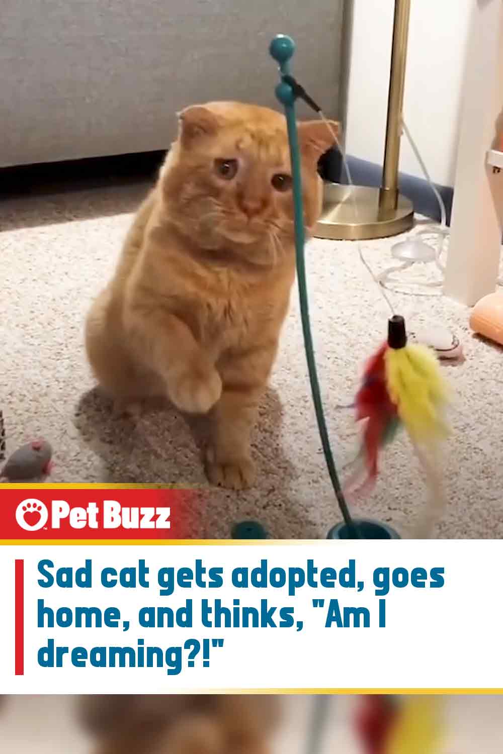 Sad cat gets adopted, goes home, and thinks, \