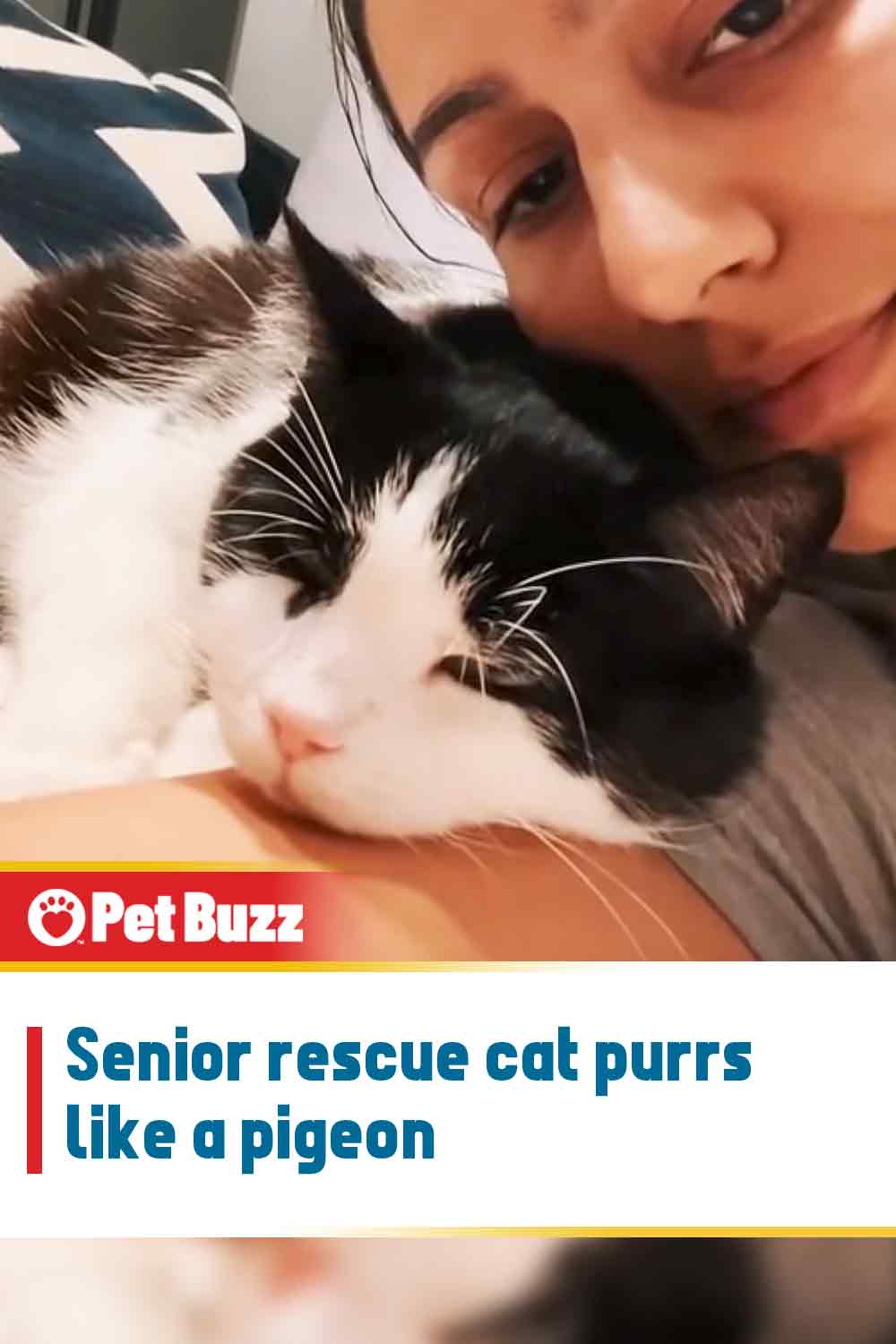 Senior rescue cat purrs like a pigeon