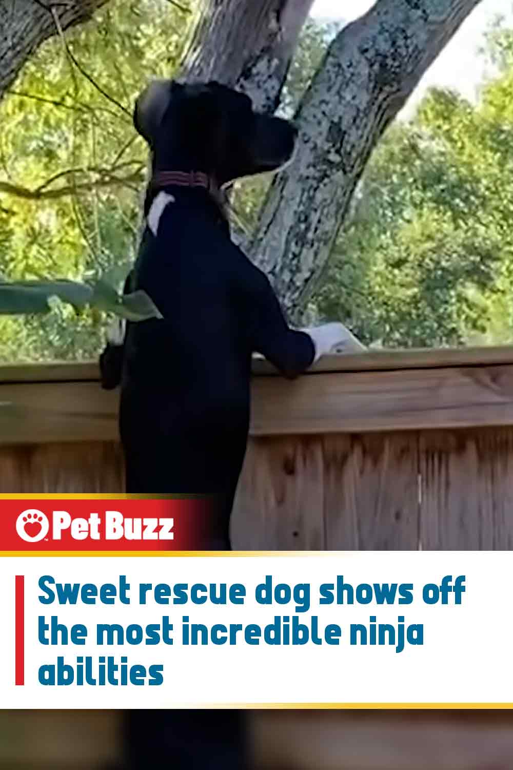 Sweet rescue dog shows off the most incredible ninja abilities