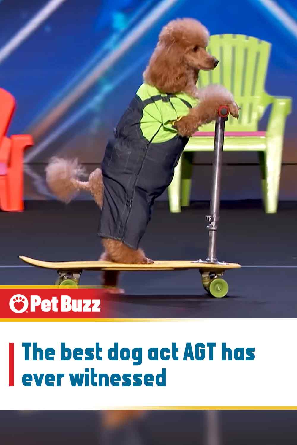 The best dog act AGT has ever witnessed