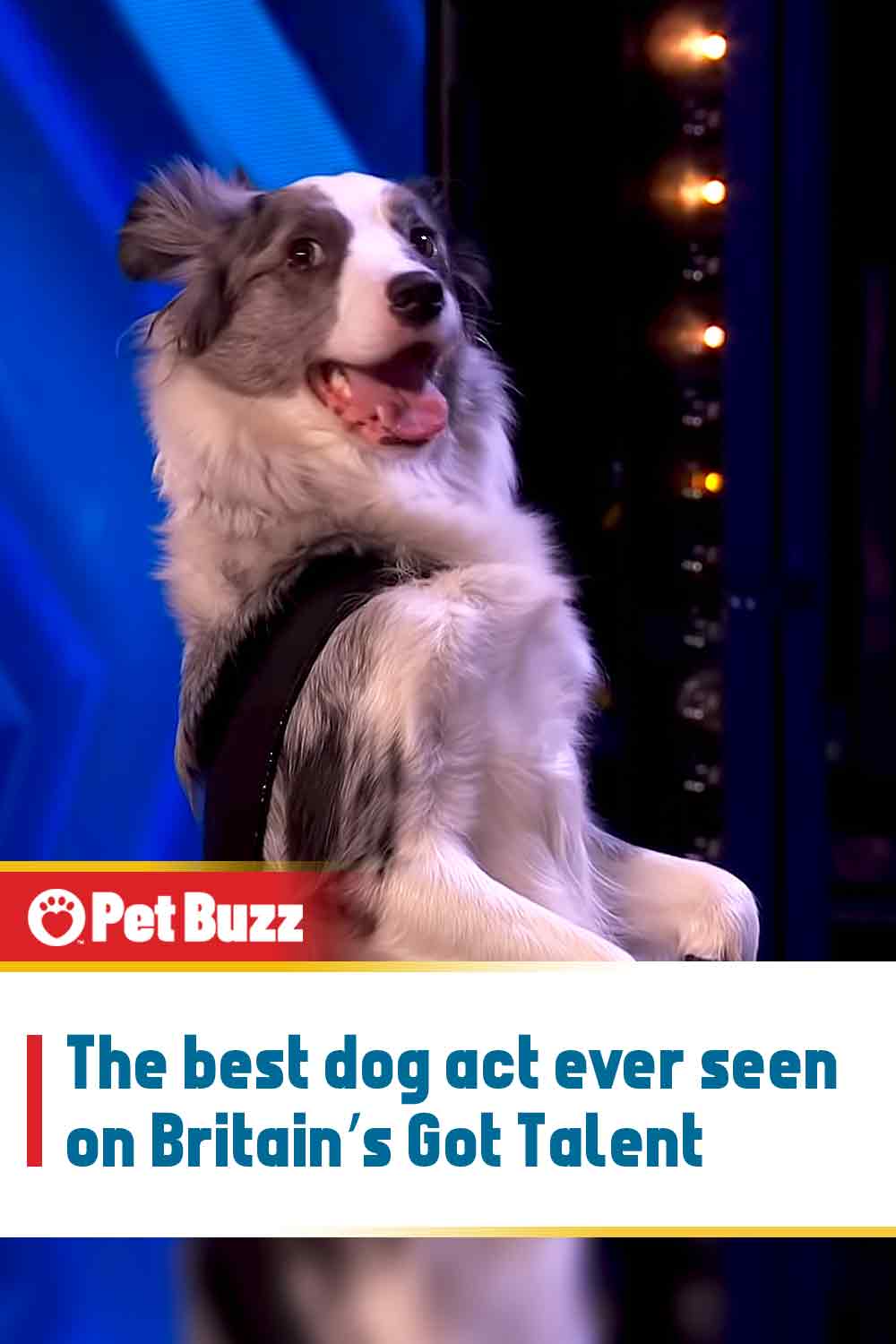 The best dog act ever seen on Britain’s Got Talent
