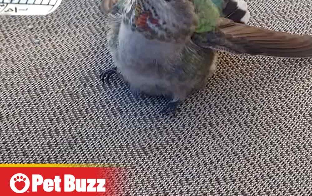 Pinterest Hidden Image