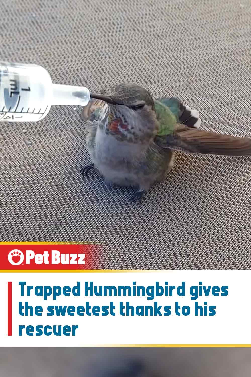 Trapped Hummingbird gives the sweetest thanks to his rescuer