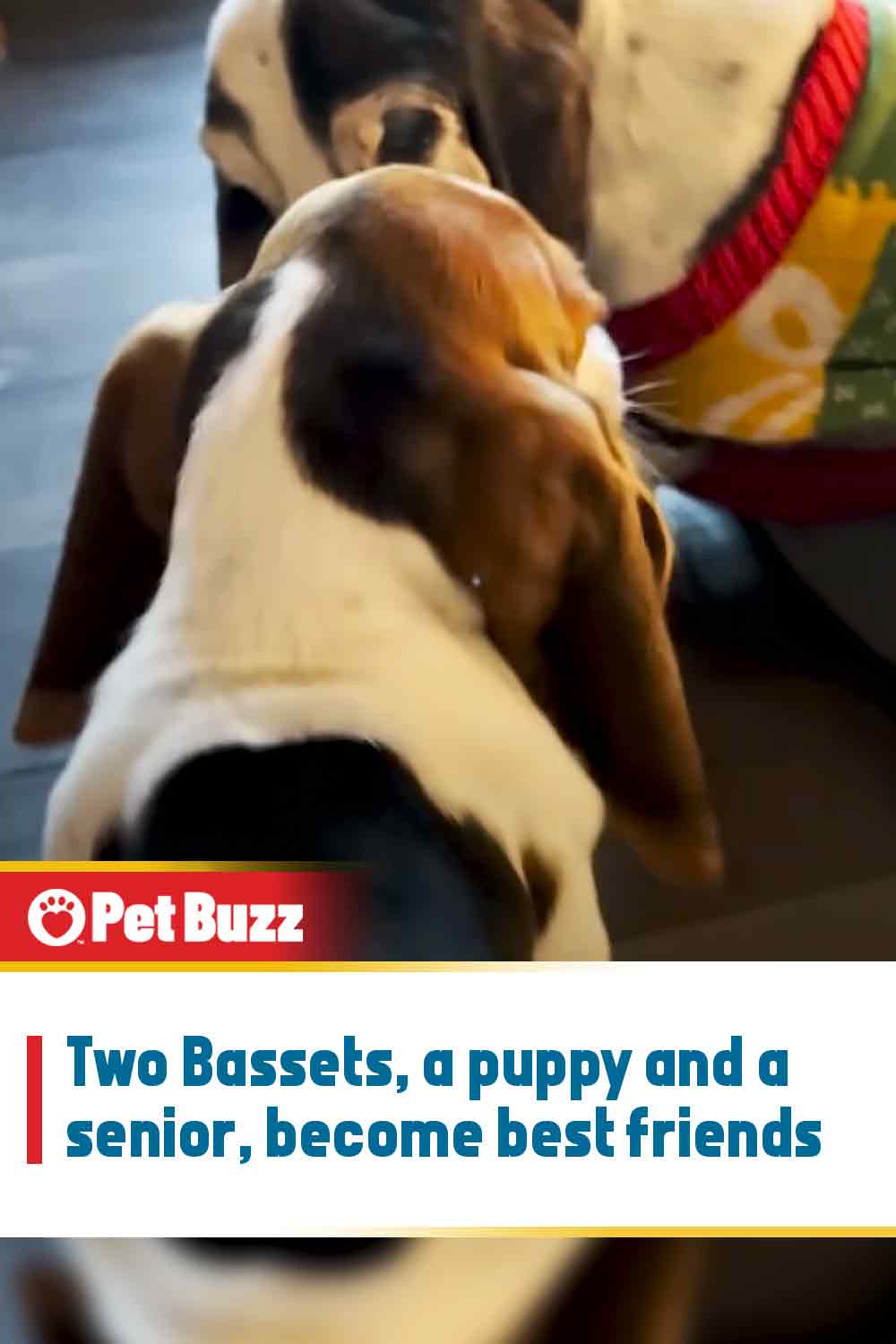 Two Bassets, a puppy and a senior, become best friends