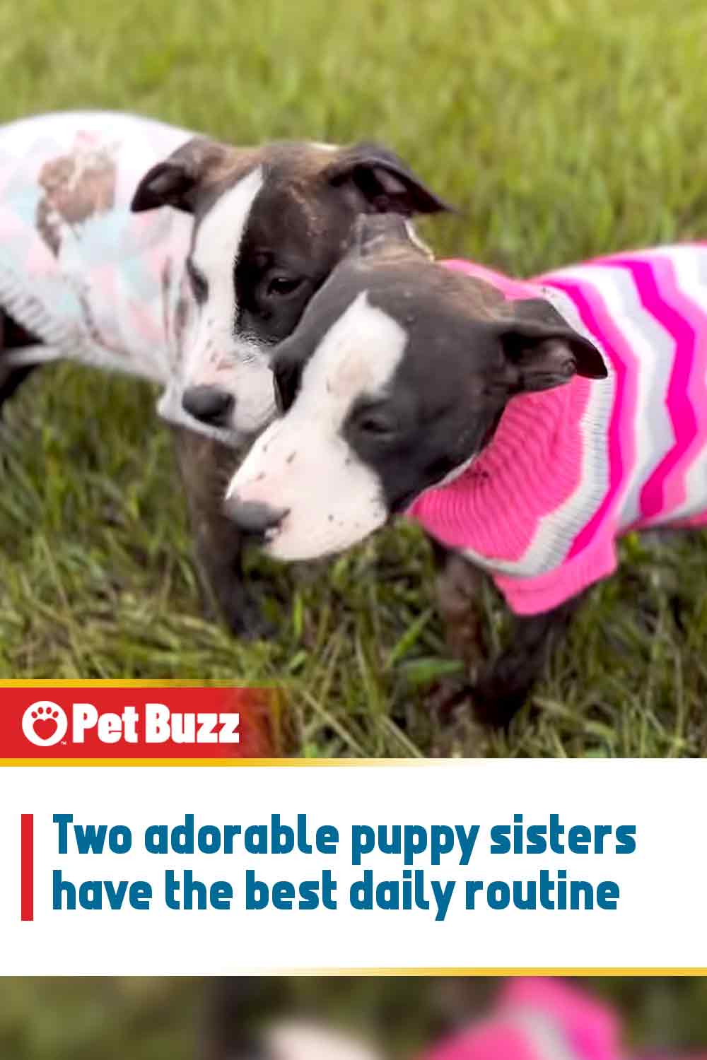 Two adorable puppy sisters have the best daily routine