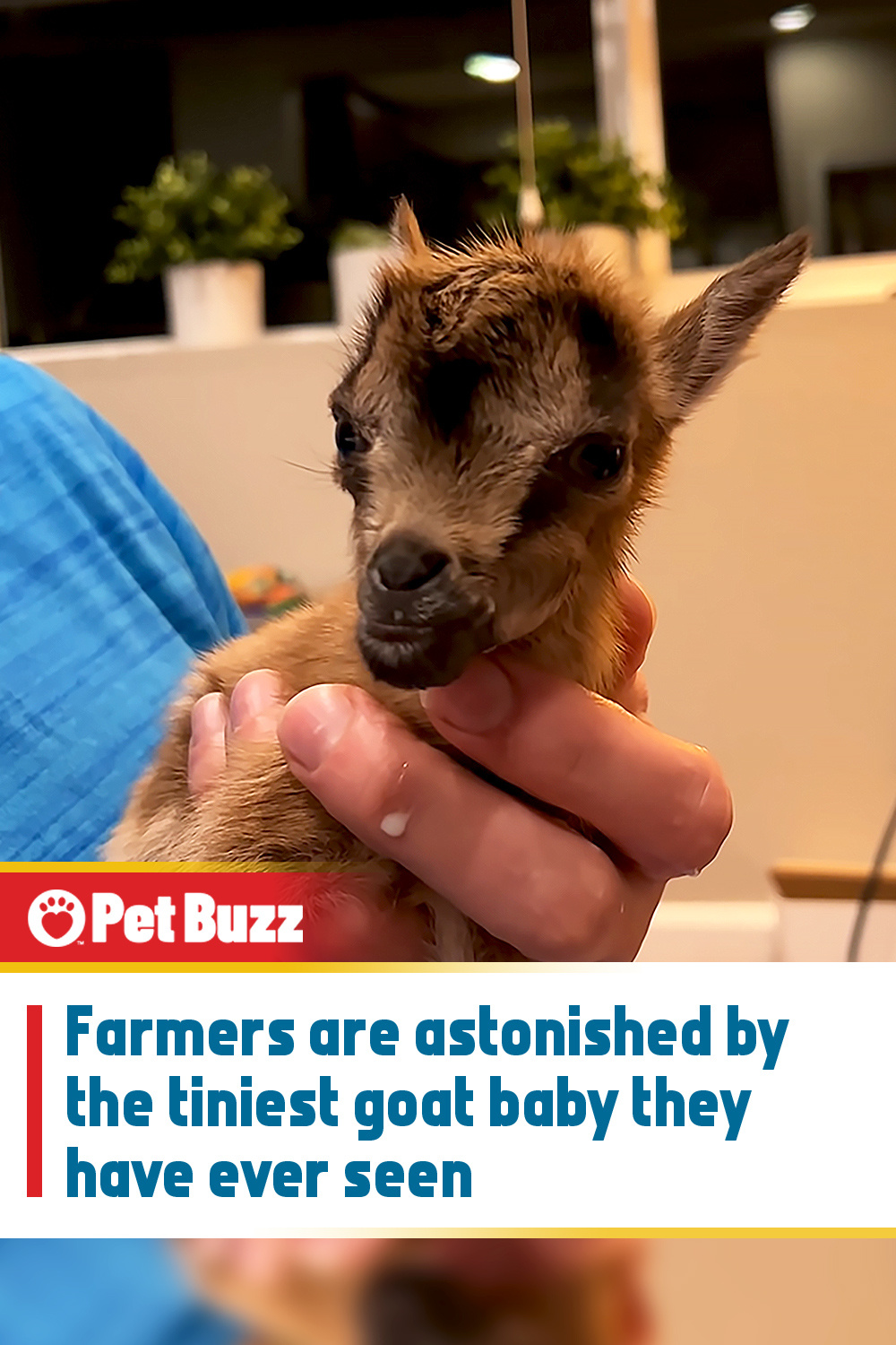 Farmers are astonished by the tiniest goat baby they have ever seen