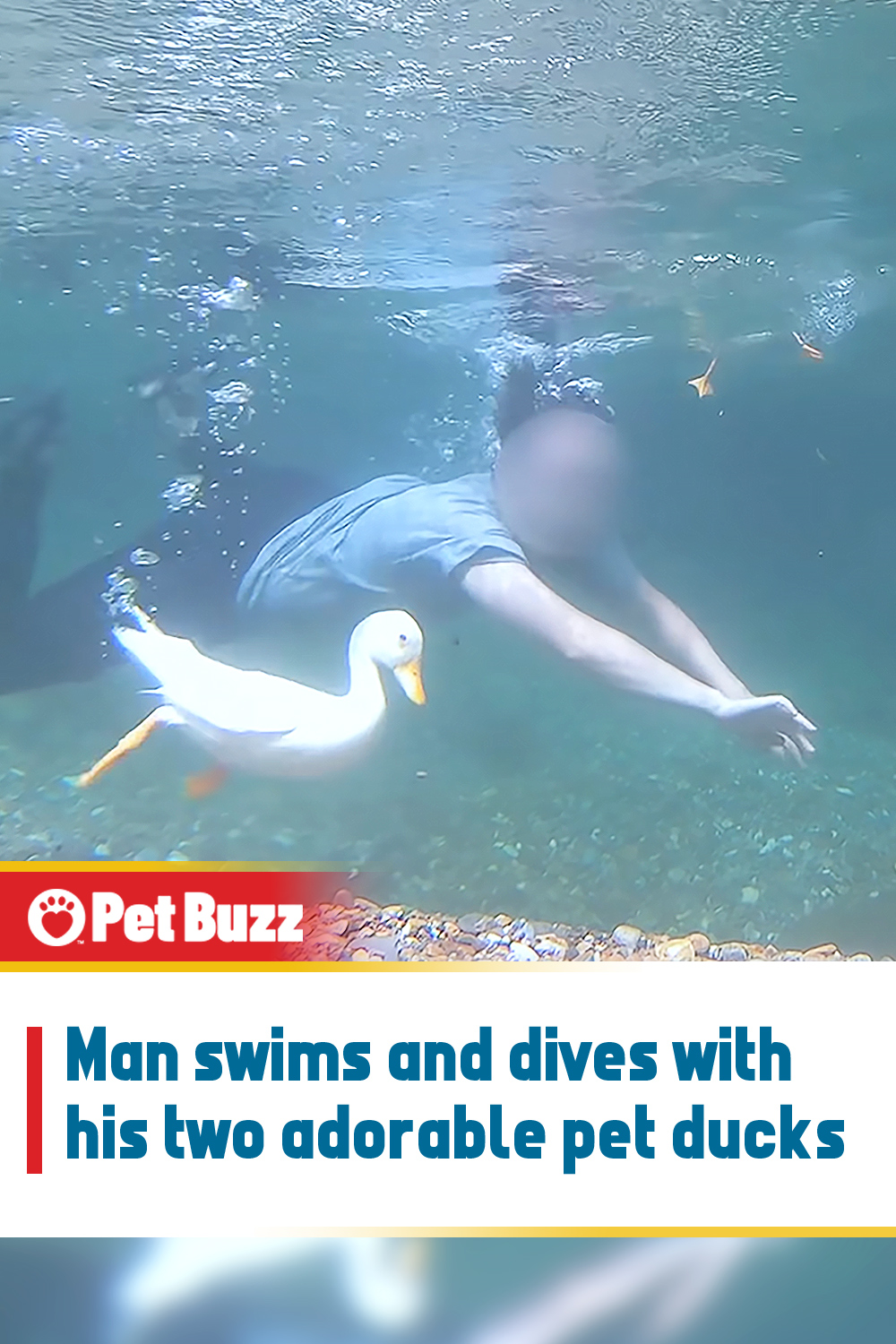 Man swims and dives with his two adorable pet ducks
