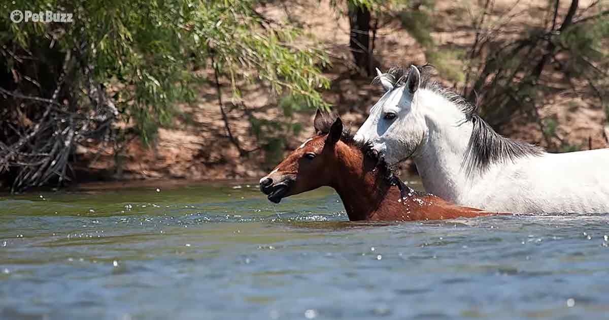 Wild stallion rescues young filly