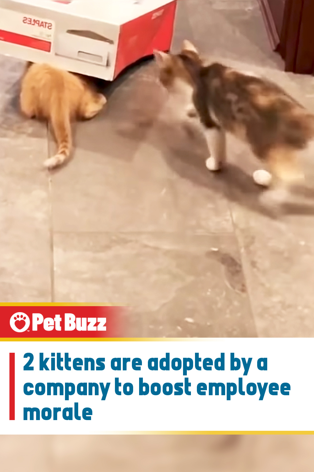 2 kittens are adopted by a company to boost employee morale