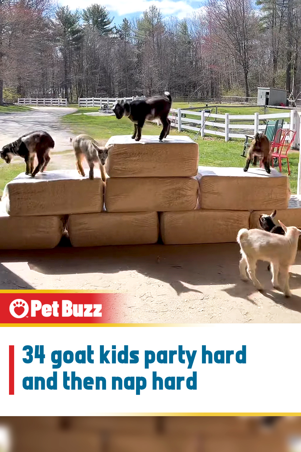 34 goat kids party hard and then nap hard