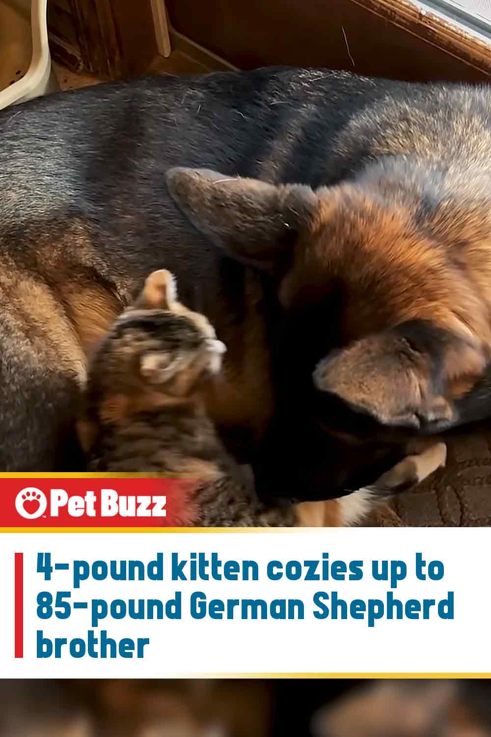 4-pound kitten cozies up to 85-pound German Shepherd brother