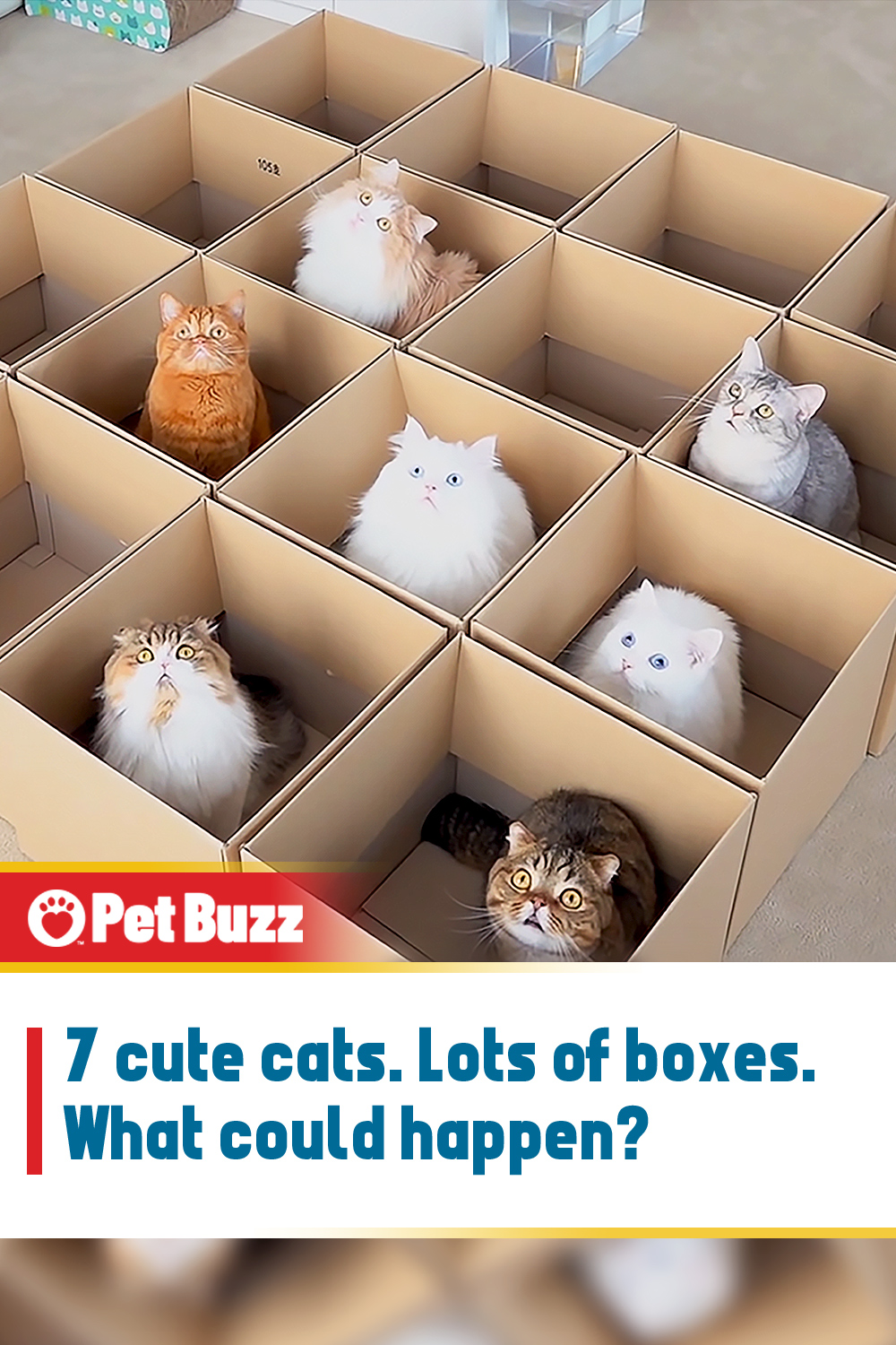 7 cute cats. Lots of boxes. What could happen?