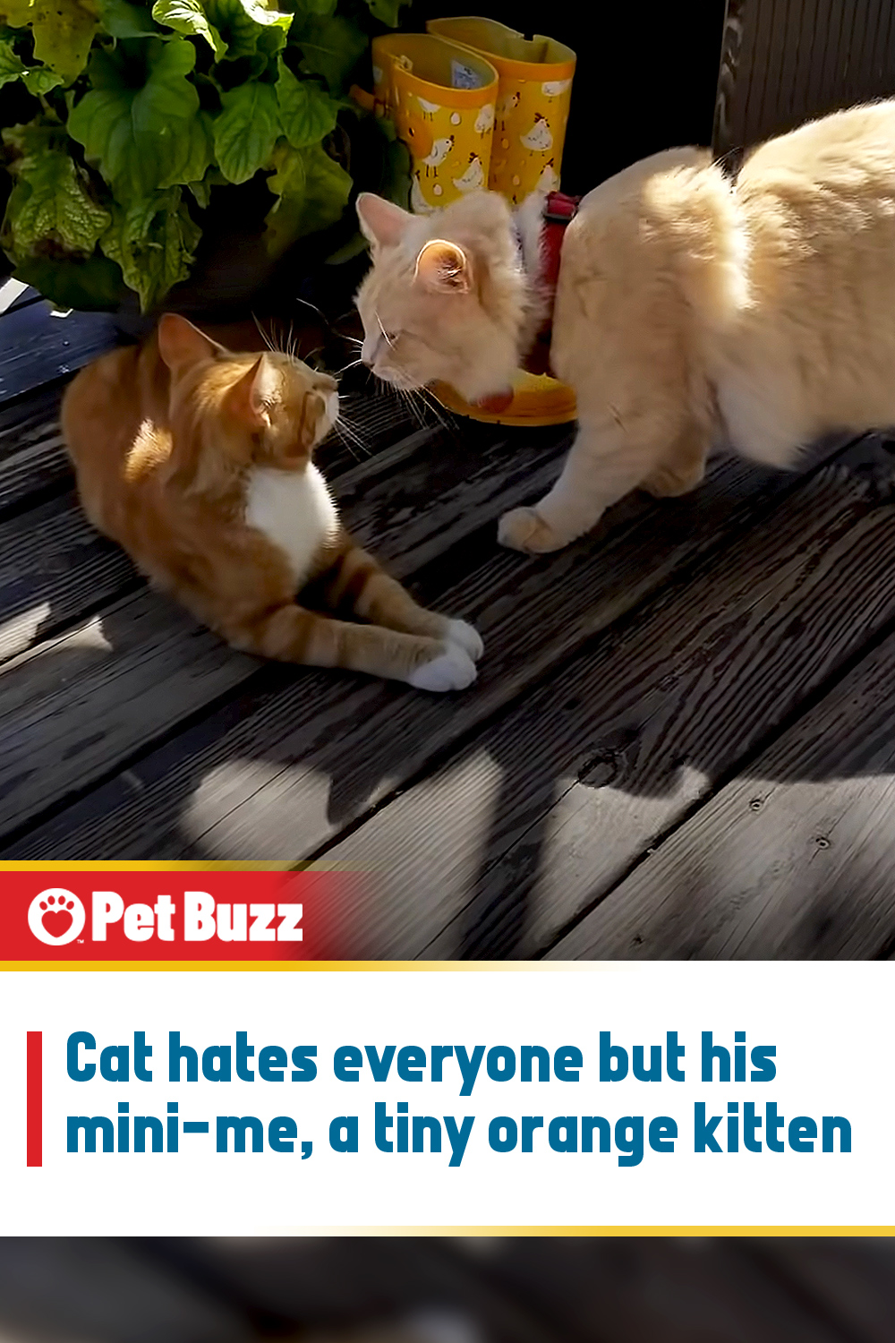 Cat hates everyone but his mini-me, a tiny orange kitten