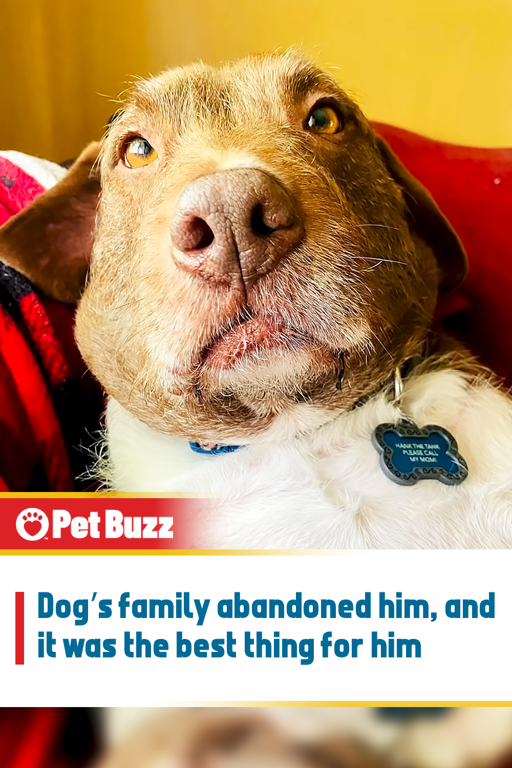 Dog’s family abandoned him, and it was the best thing for him