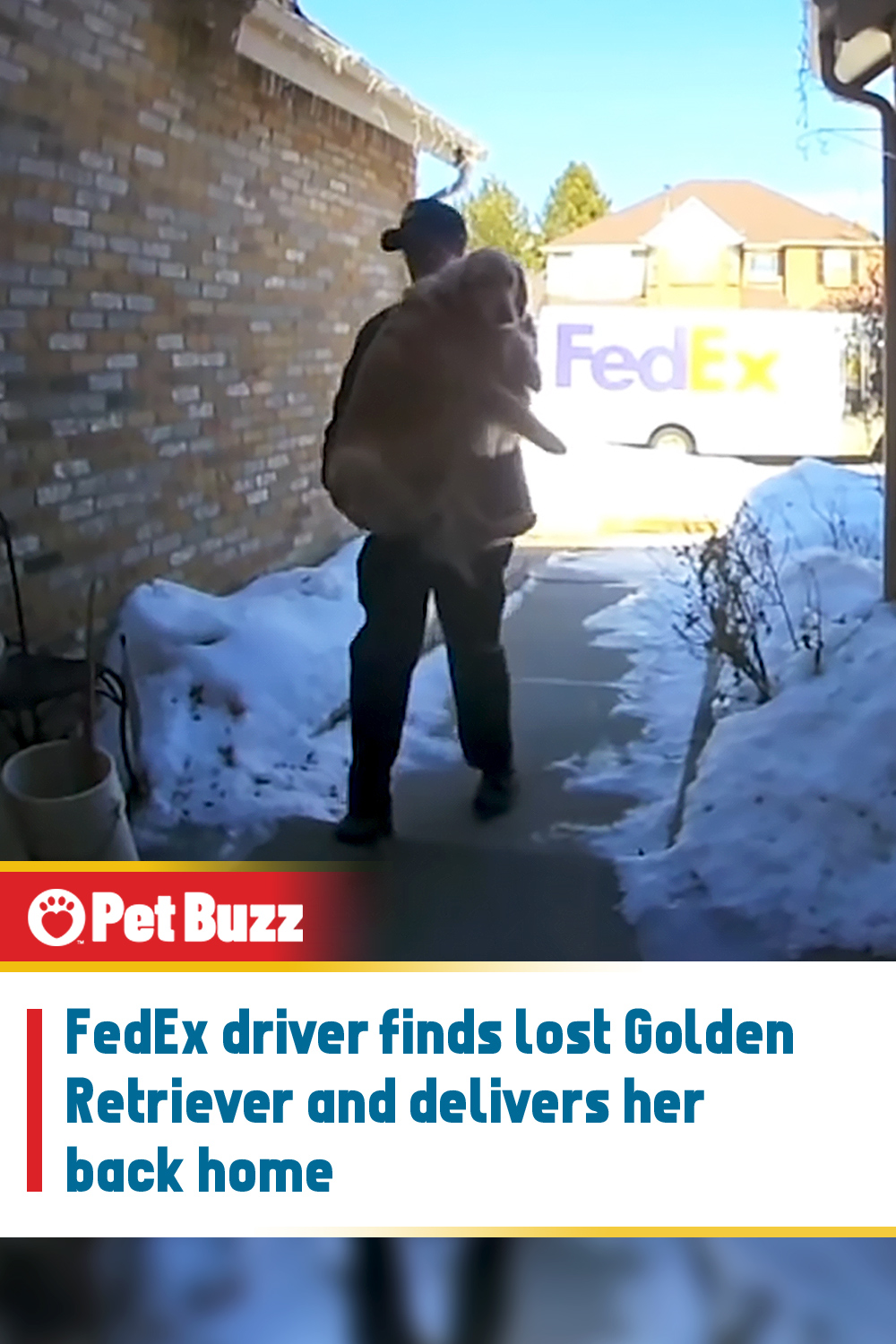 FedEx driver finds lost Golden Retriever and delivers her back home
