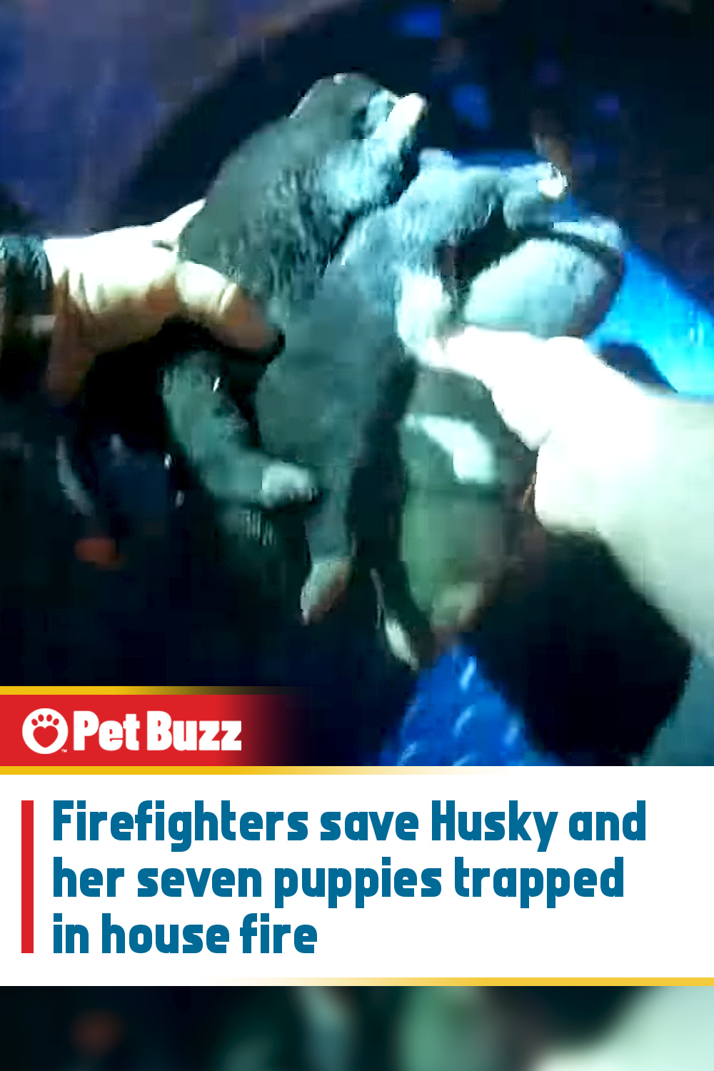 Firefighters save Husky and her seven puppies trapped in house fire