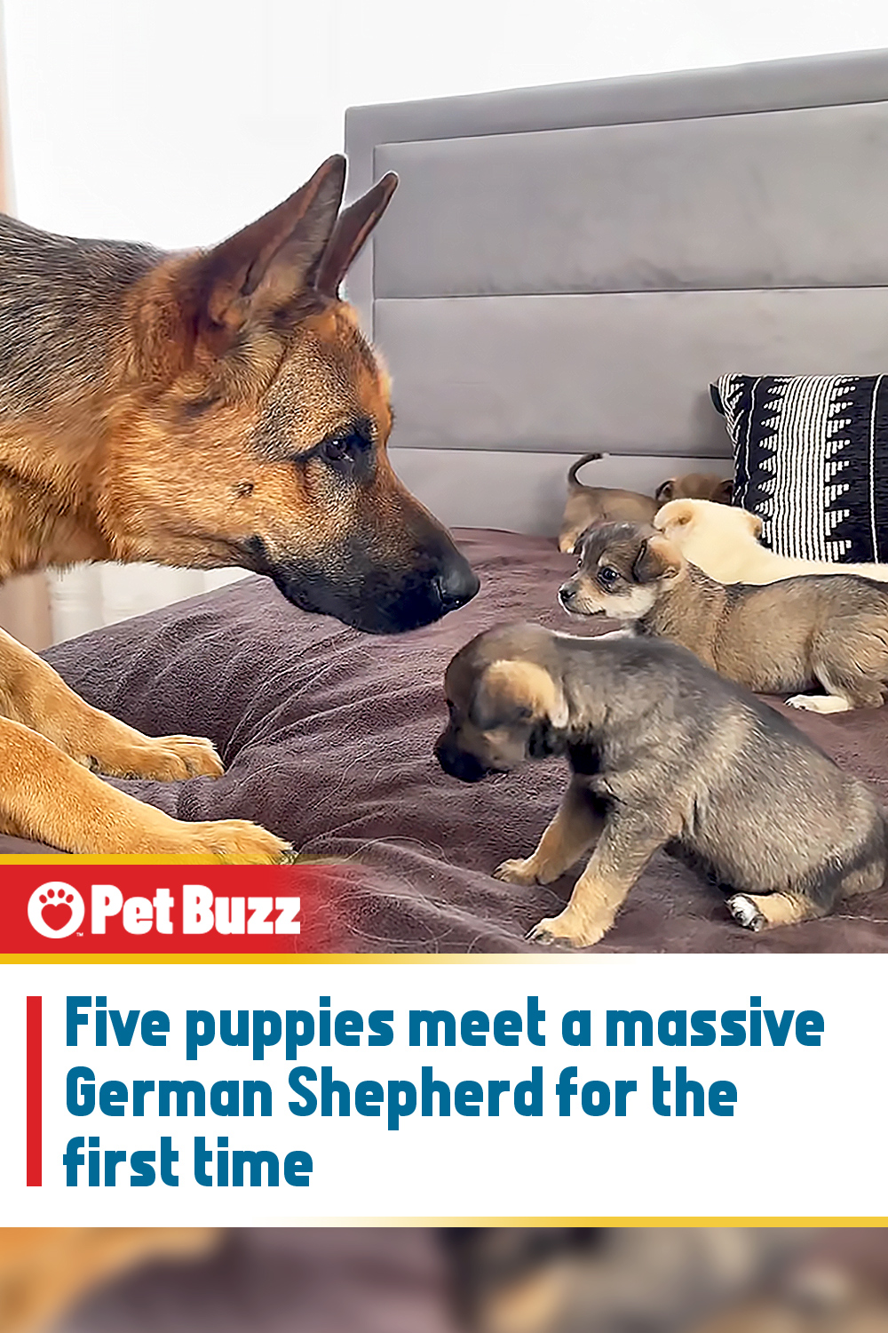 Five puppies meet a massive German Shepherd for the first time