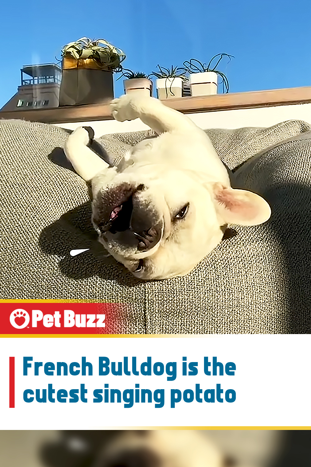 French Bulldog is the cutest singing potato