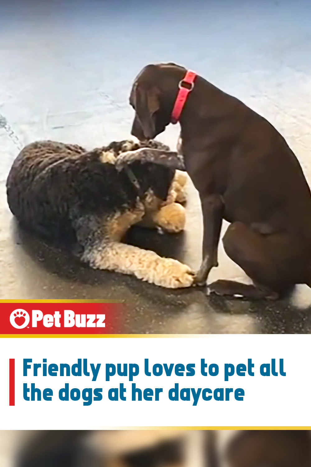 Friendly pup loves to pet all the dogs at her daycare