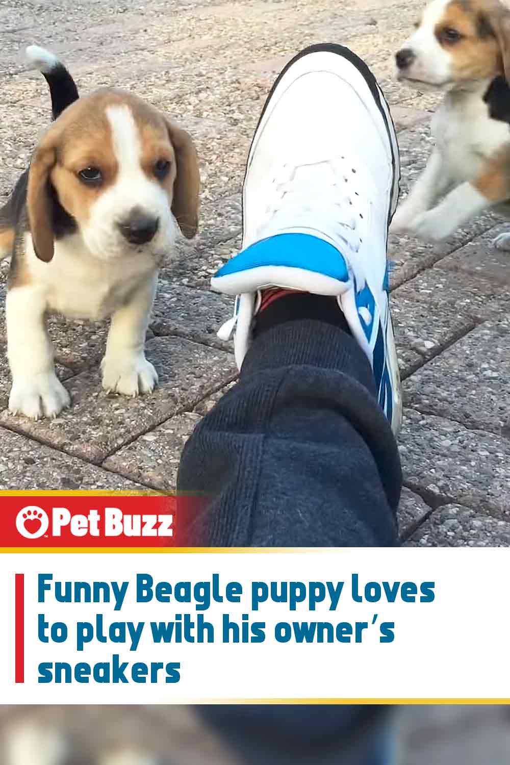 Funny Beagle puppy loves to play with his owner’s sneakers