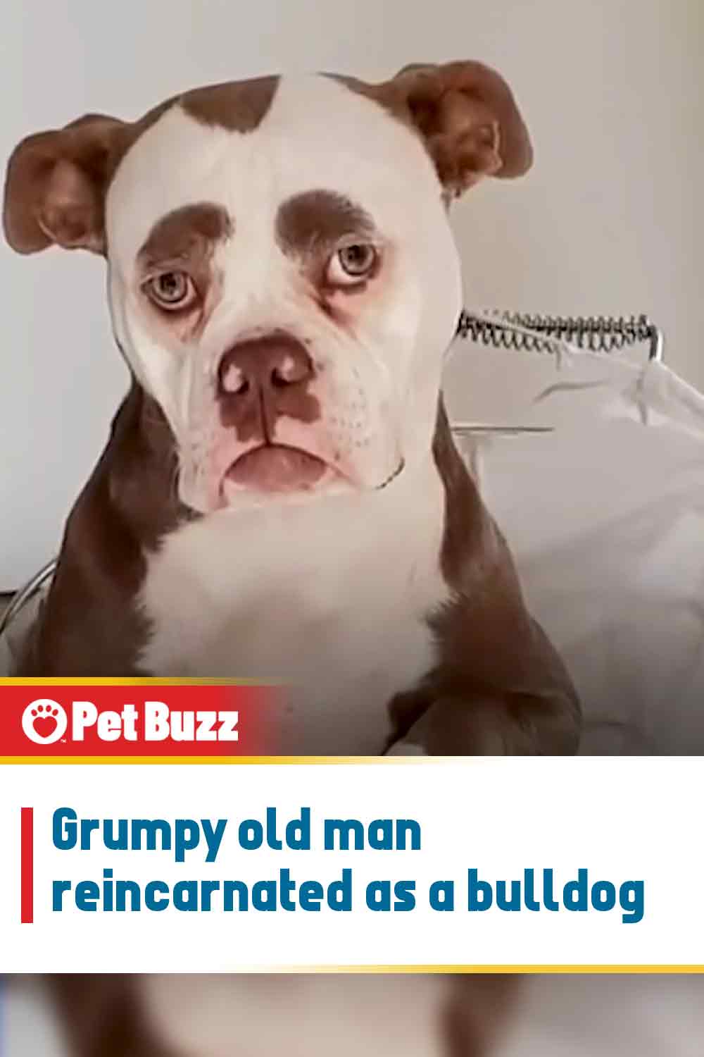 Grumpy old man reincarnated as a bulldog