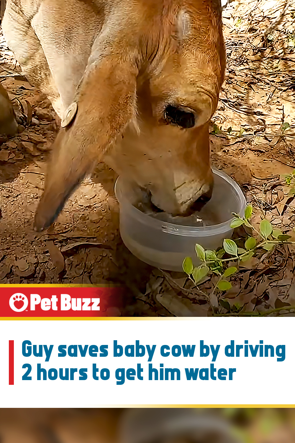 Guy saves baby cow by driving 2 hours to get him water