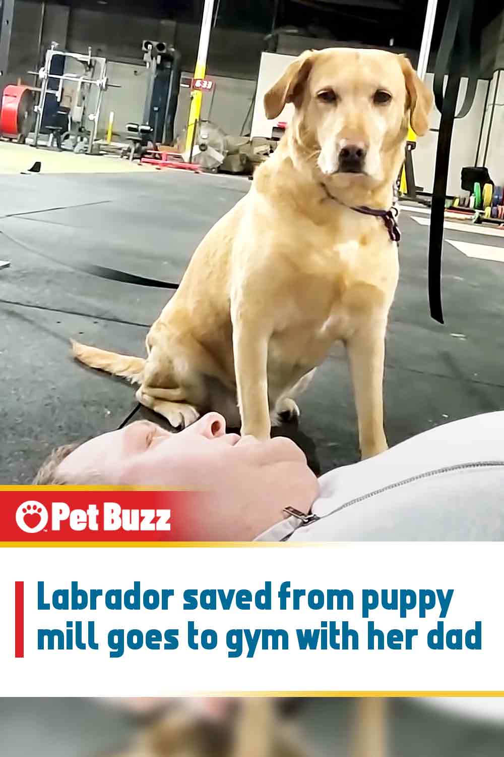 Labrador saved from puppy mill goes to gym with her dad