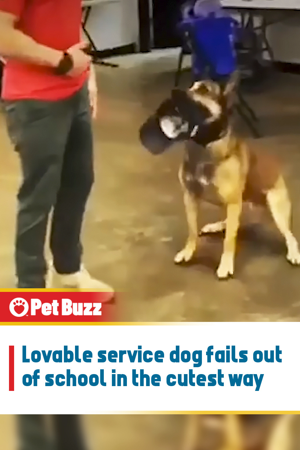 Lovable service dog fails out of school in the cutest way