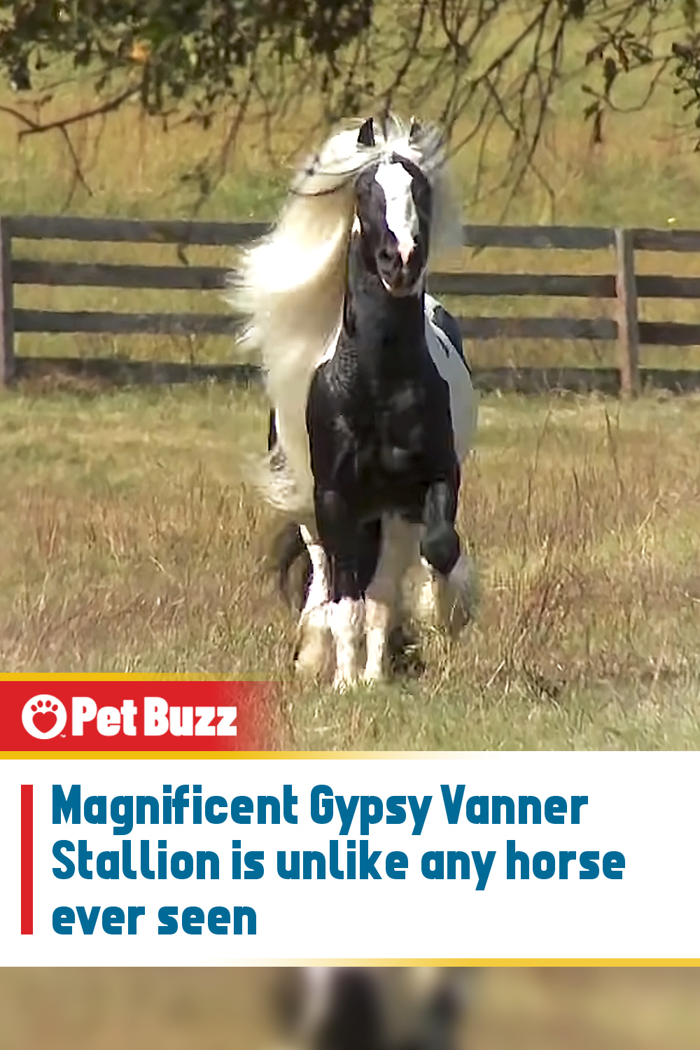 Magnificent Gypsy Vanner Stallion is unlike any horse ever seen