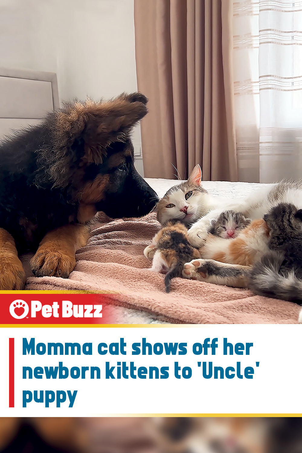 Momma cat shows off her newborn kittens to \'Uncle\' puppy