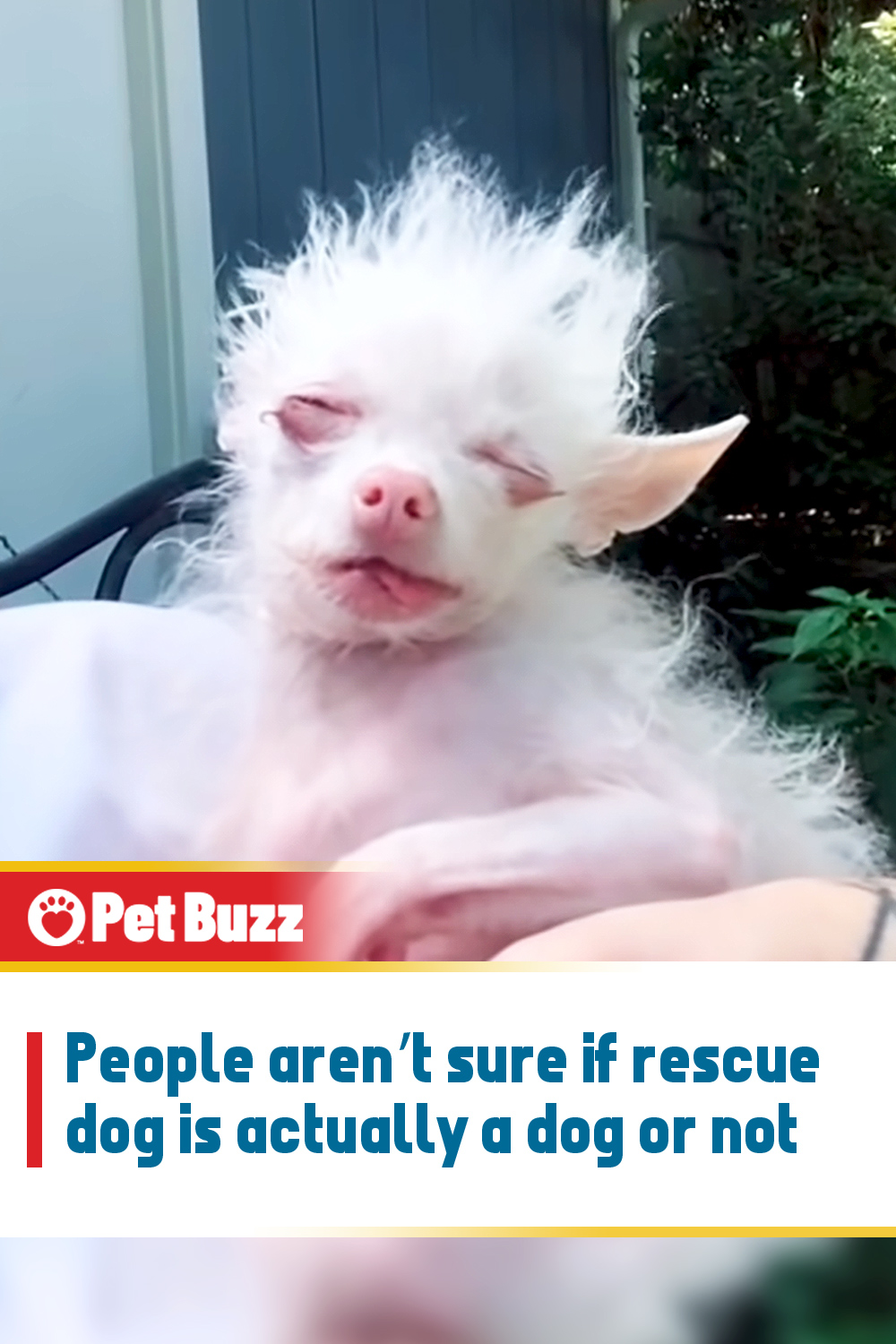 People aren’t sure if rescue dog is actually a dog or not