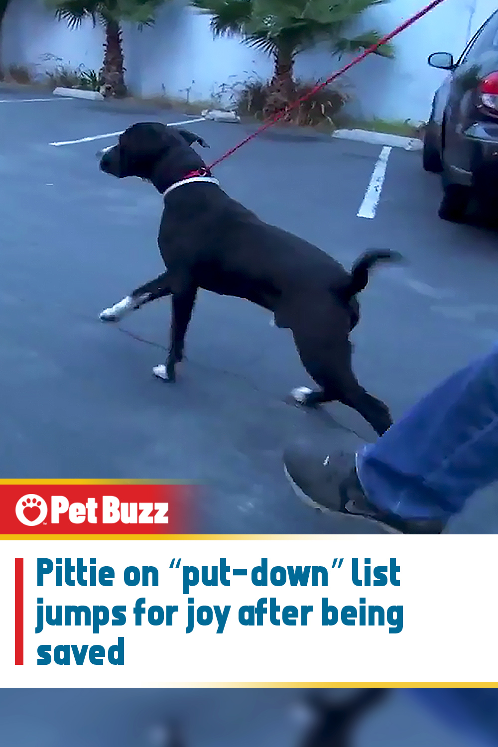 Pittie on “put-down” list jumps for joy after being saved