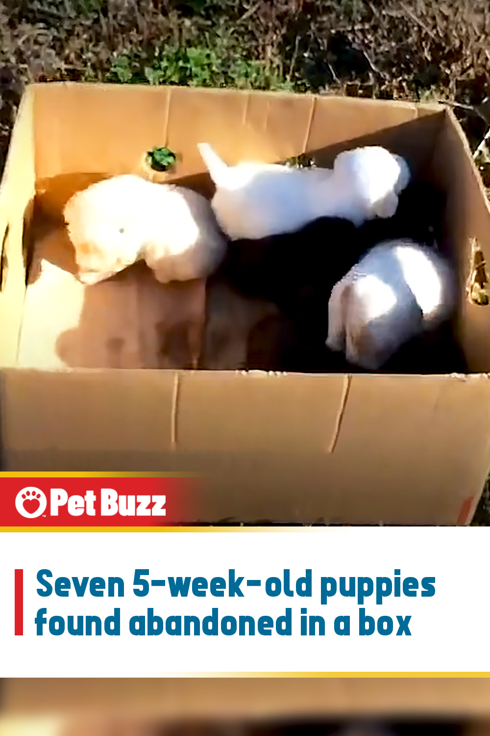 Seven 5-week-old puppies found abandoned in a box