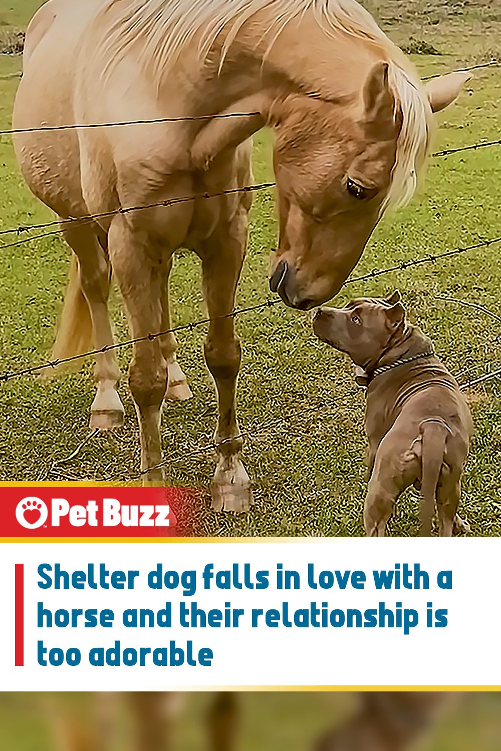 Shelter dog falls in love with a horse and their relationship is too adorable