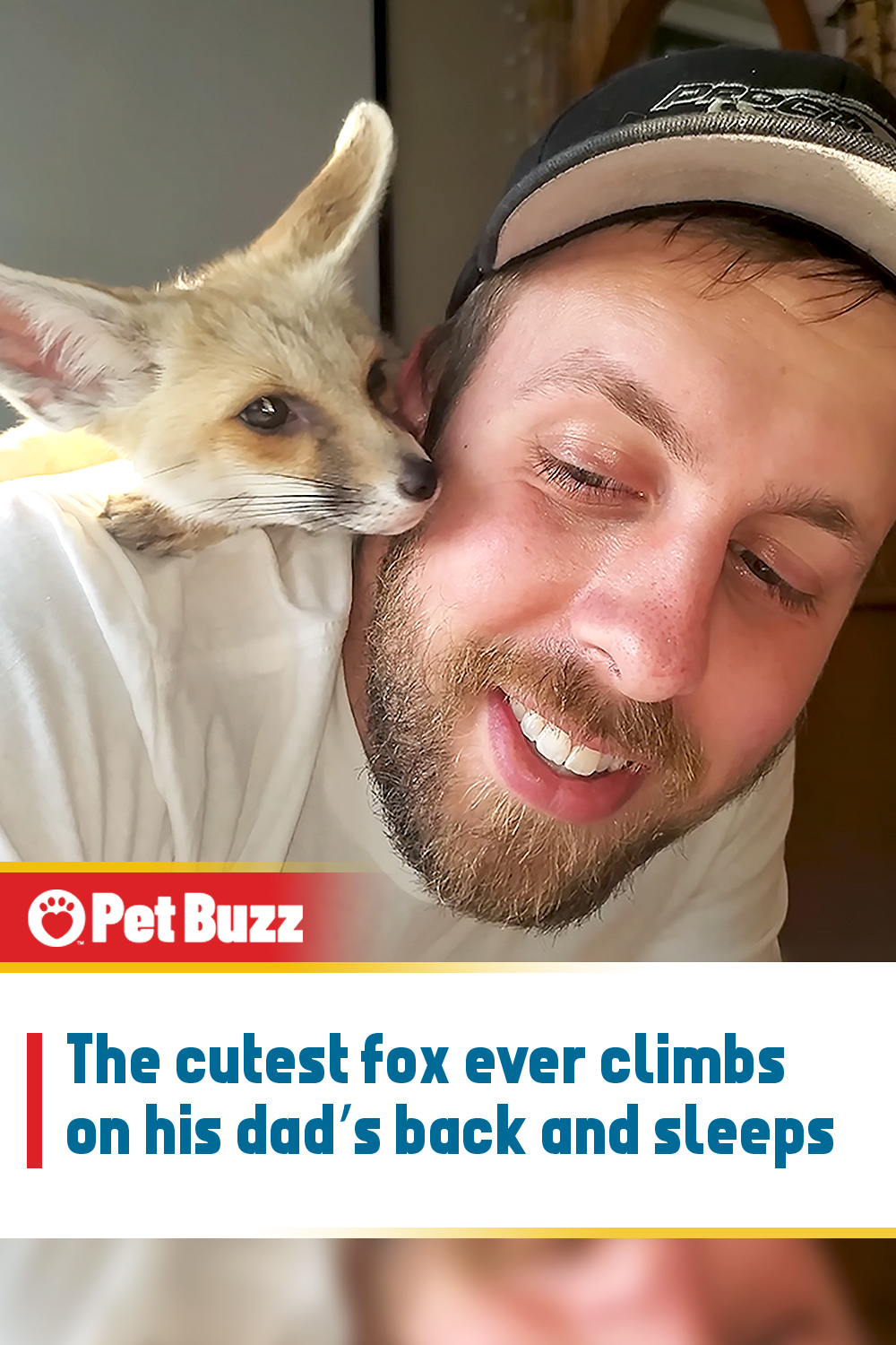 The cutest fox ever climbs on his dad’s back and sleeps