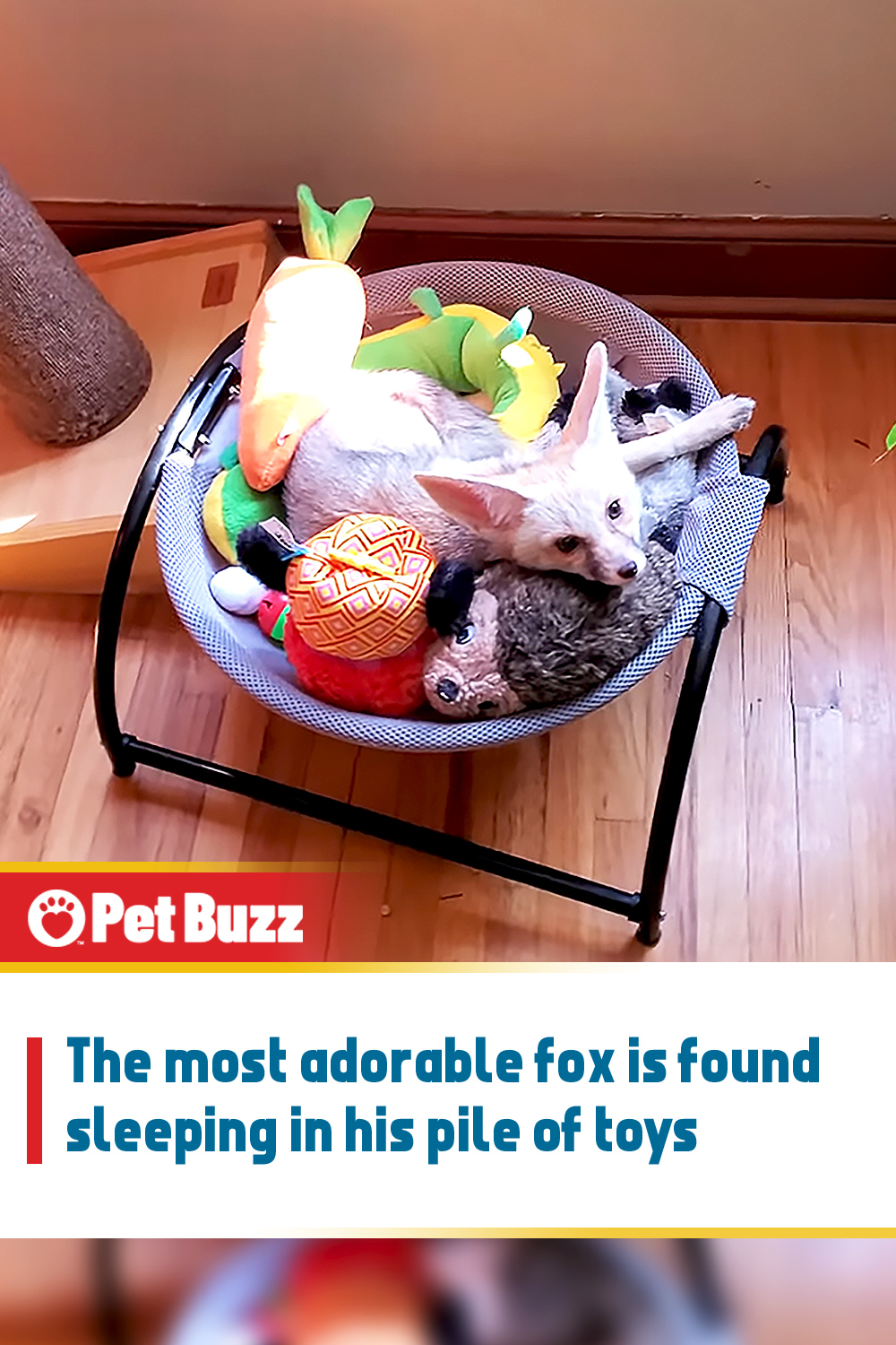 The most adorable fox is found sleeping in his pile of toys