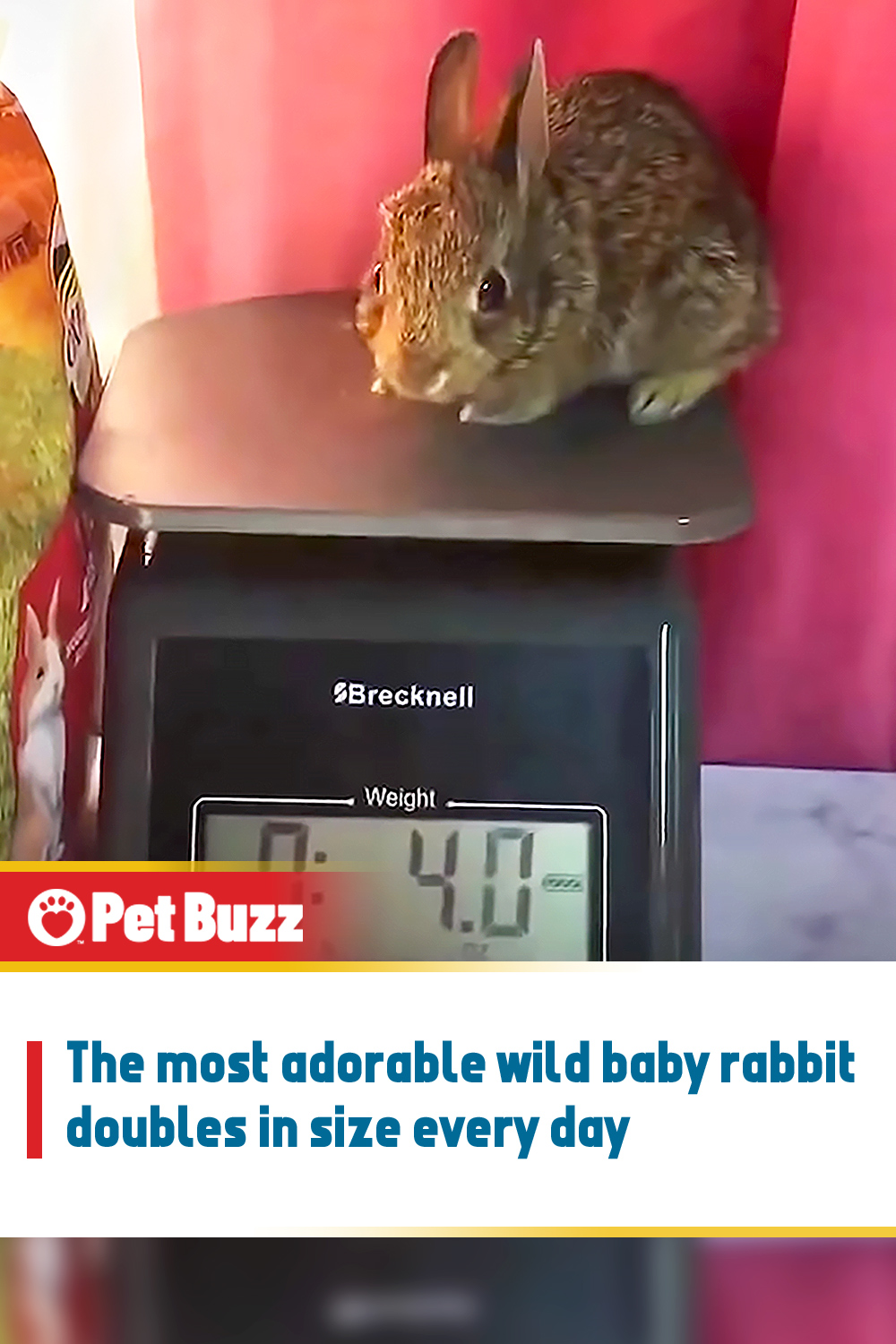 The most adorable wild baby rabbit doubles in size every day