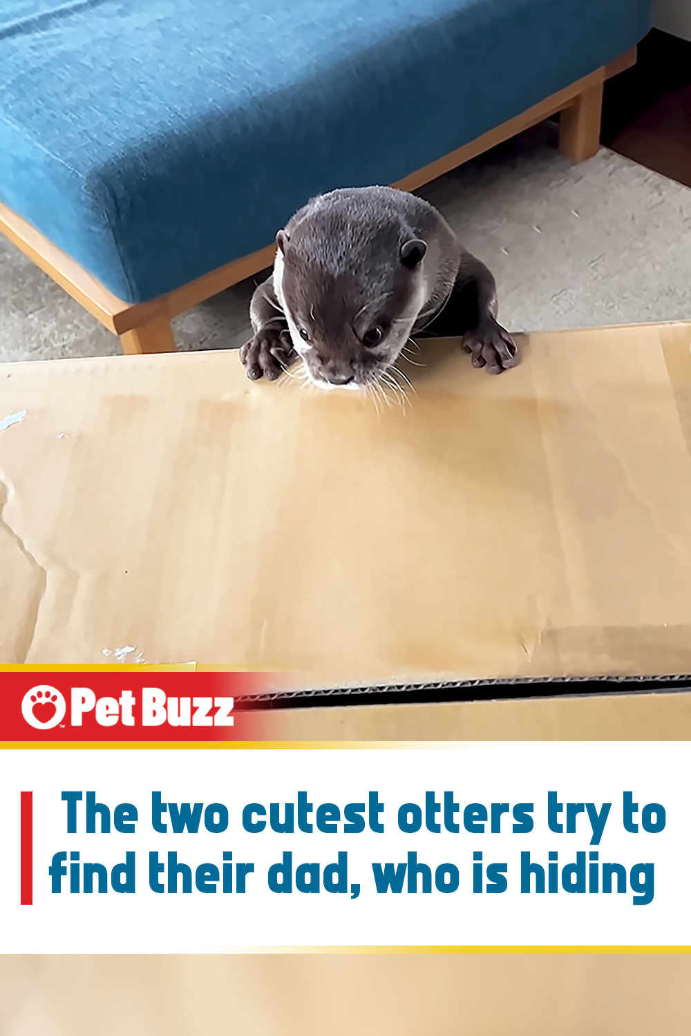 The two cutest otters try to find their dad, who is hiding