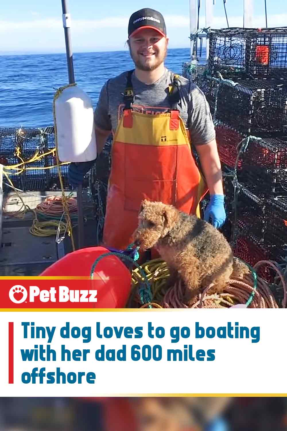 Tiny dog loves to go boating with her dad 600 miles offshore