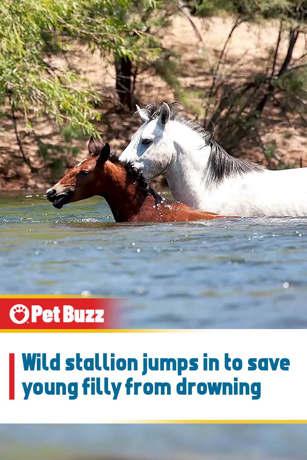 Wild stallion jumps in to save young filly from drowning