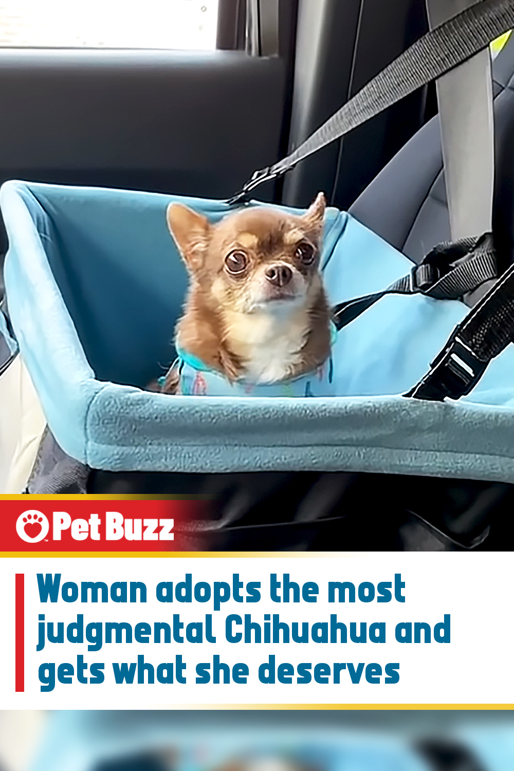 Woman adopts the most judgmental Chihuahua and gets what she deserves