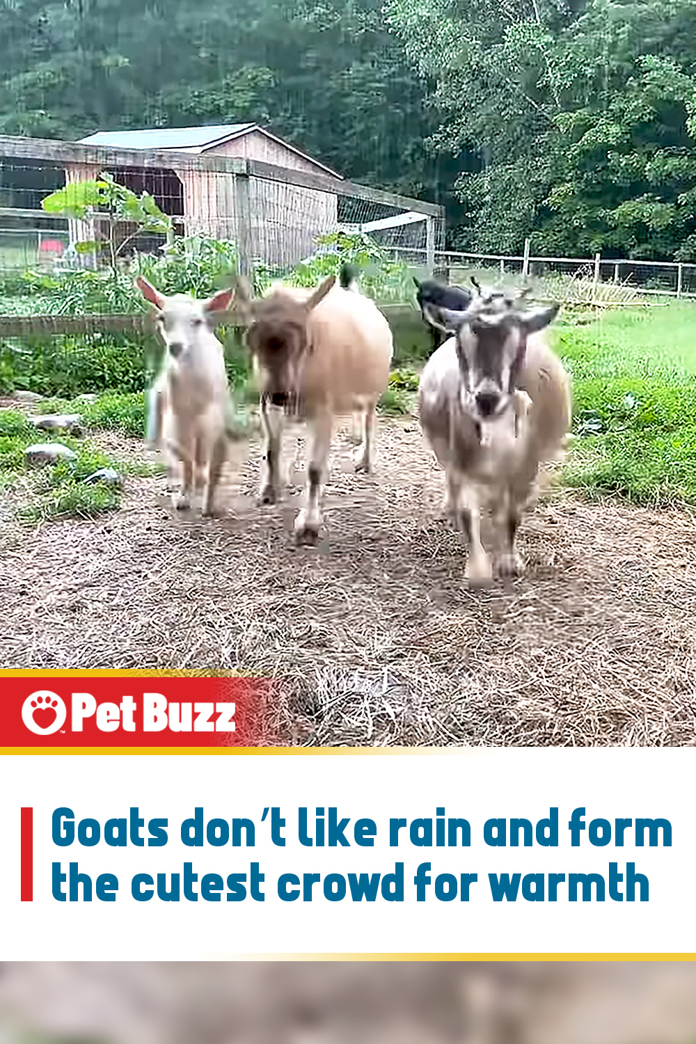 Goats don’t like rain and form the cutest crowd for warmth