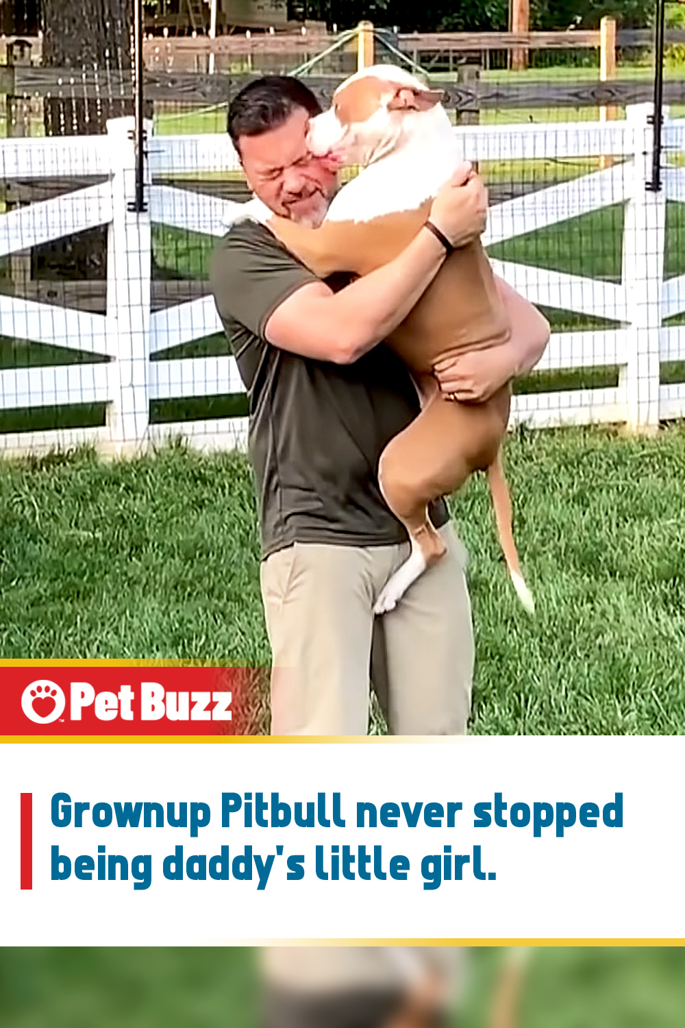 Grownup Pitbull never stopped being daddy\'s little girl.