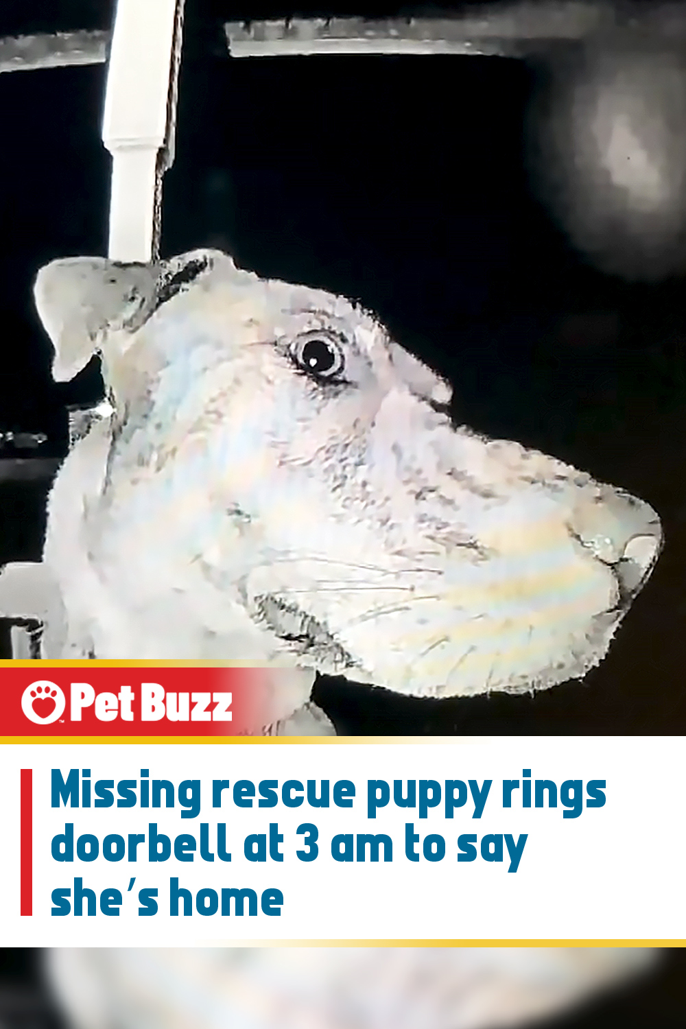 Missing rescue puppy rings doorbell at 3 am to say she’s home