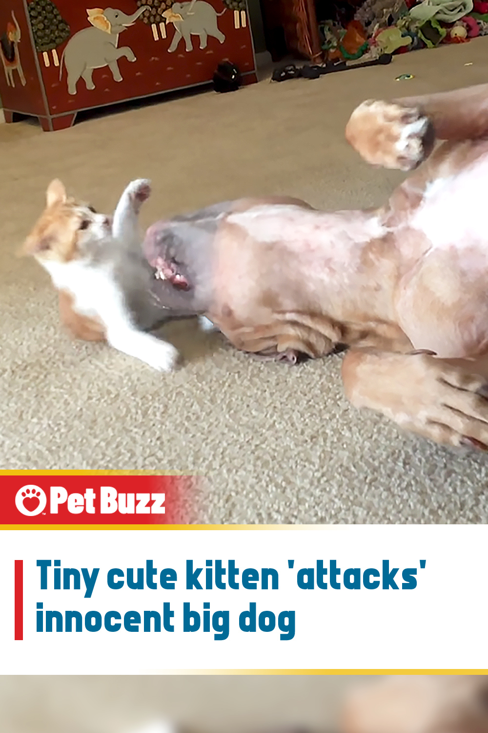 Tiny cute kitten \'attacks\' innocent big dog