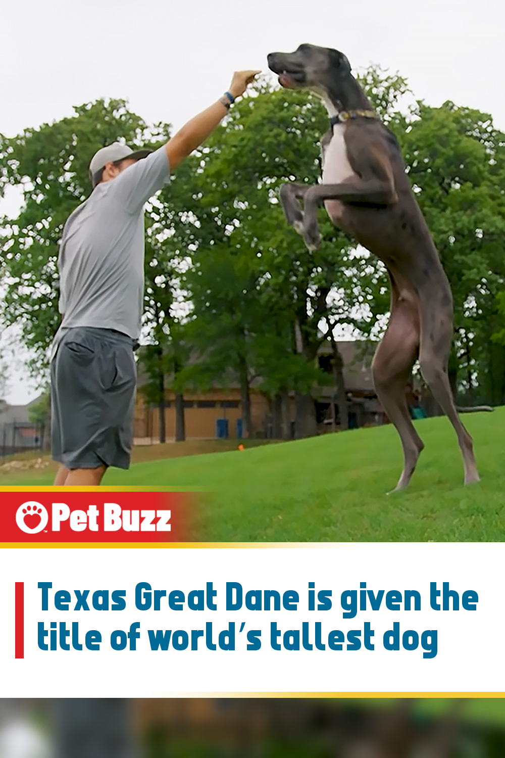 Texas Great Dane is given the title of world’s tallest dog